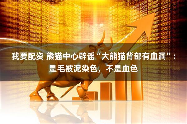 我要配资 熊猫中心辟谣“大熊猫背部有血洞”：是毛被泥染色，不是血色